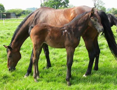 April as a foal - Arturo 8 x Libero H - Warmblood Foals